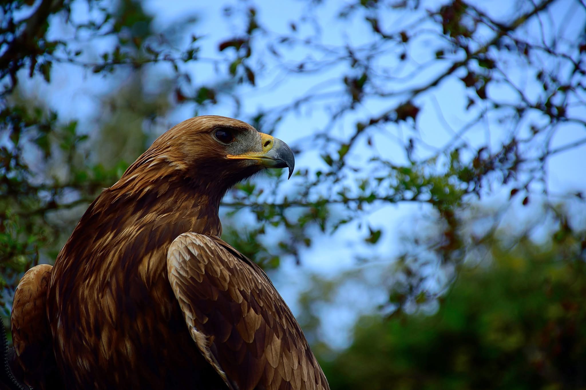 A Golden Eagle