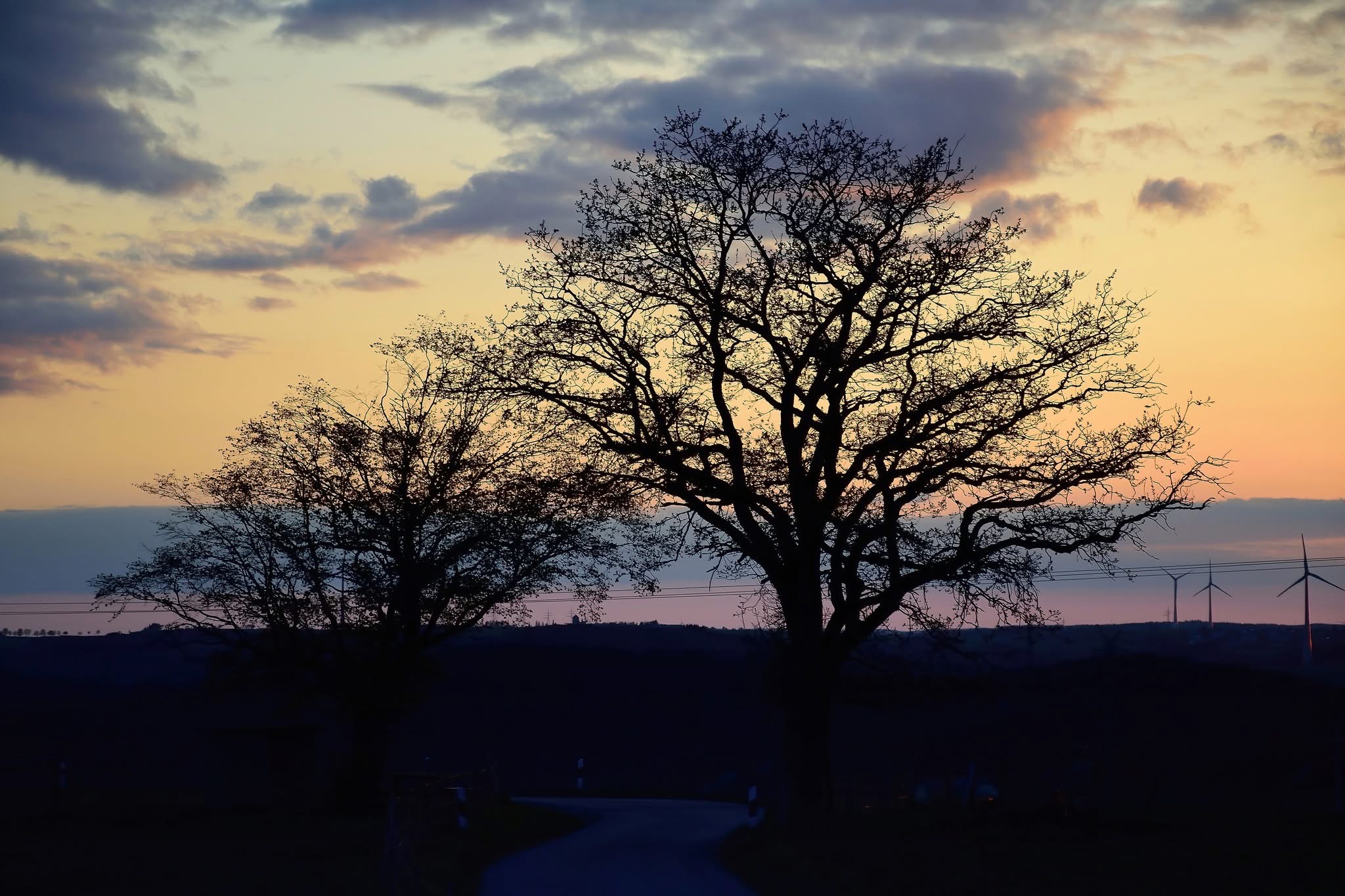 Tree silhouettes