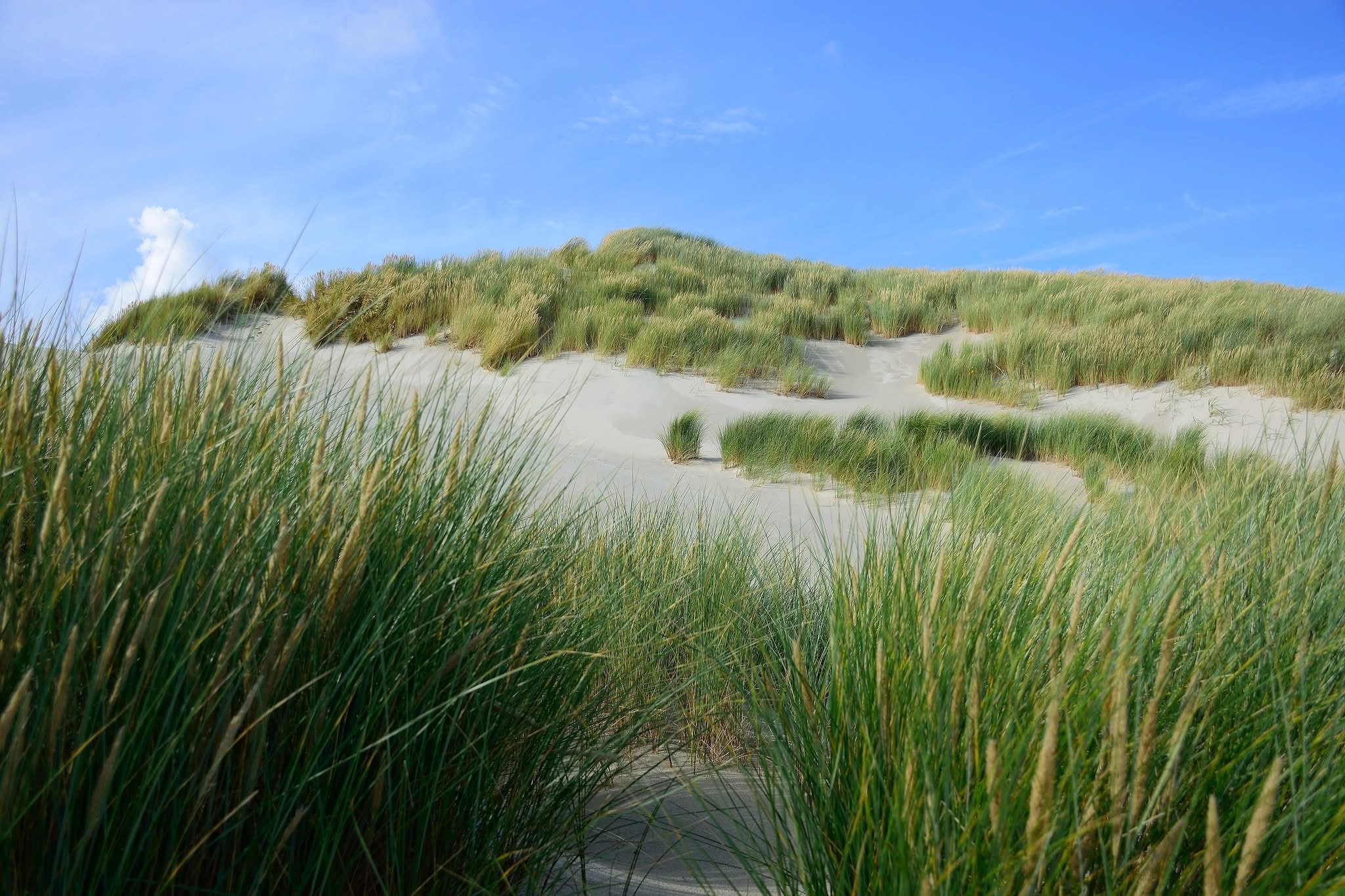 Pristine Dunes