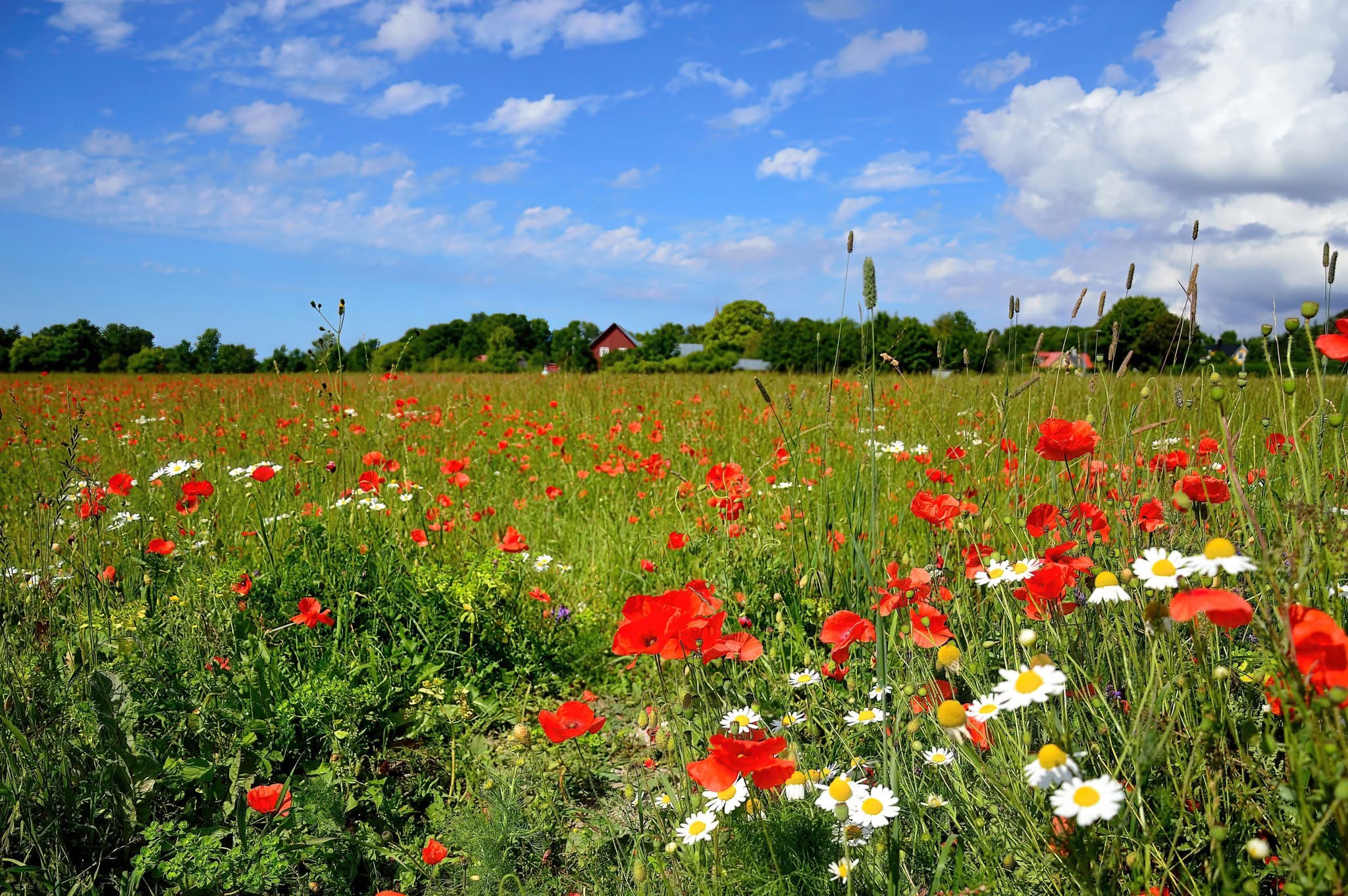 So Many Poppies