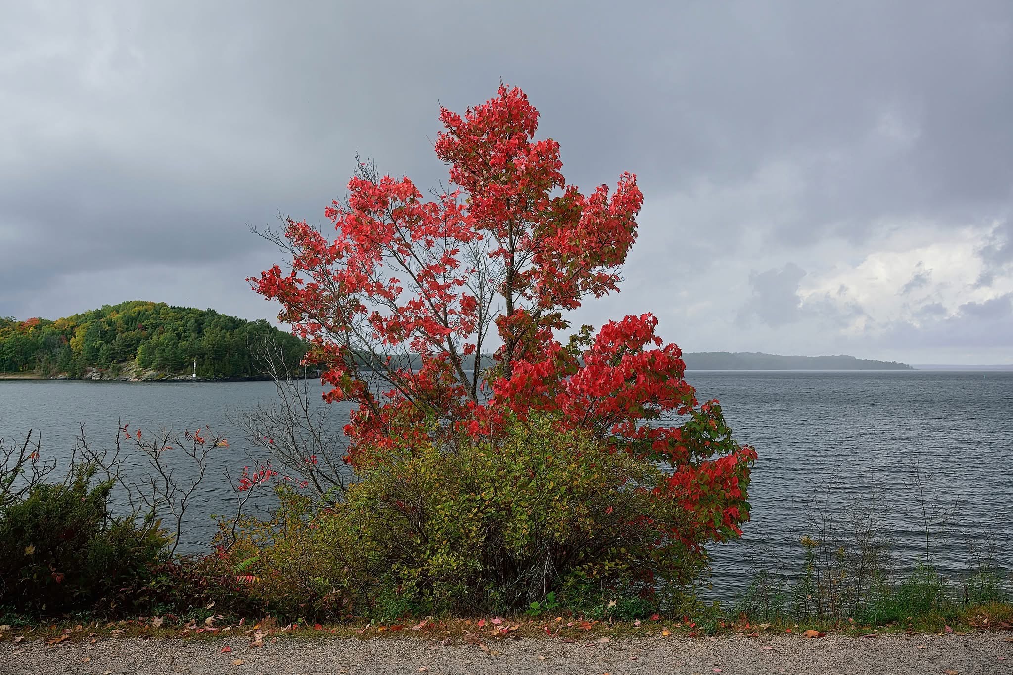 The Red Tree At The Bay