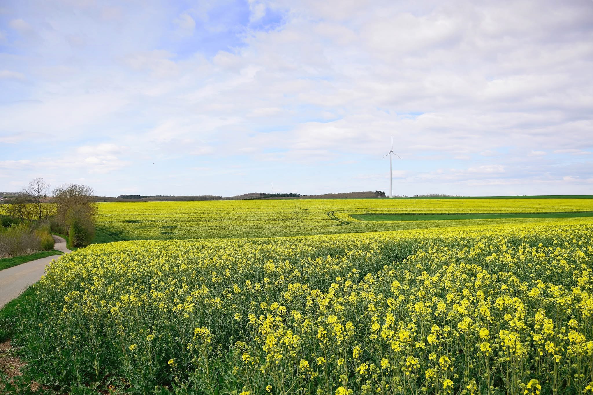 Rolling Yellow Hills